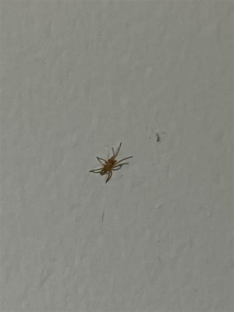 small red spider(?) found in my basement : r/whatsthisbug