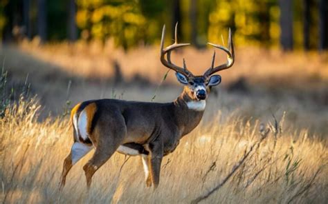 Virginia Deer Season 2025: VA Deer Hunting Guide [Dates, Rules, Bags ...