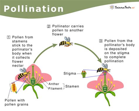 Pollination Explained 的图像结果