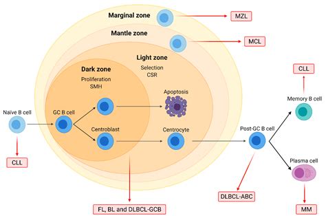 IJMS | Free Full-Text | Histone Modifications and Their Targeting in Lymphoid Malignancies