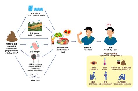 甲型肝炎與急凍士多啤梨
