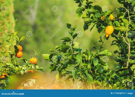 Fresh Green Orange Fruit Tree and Lemon Tree in Mallorca, Spain Stock ...