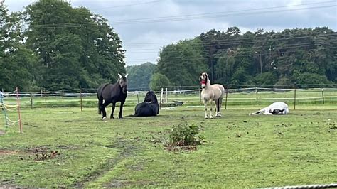 Offenstall mit Trail in Verl Sende hat Platz für Pferde Ponys in Verl ...