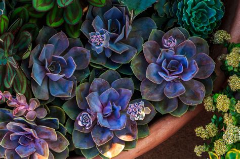 How To Plant Echeveria at James Madrigal blog
