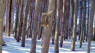 Canada lynxes chase fisher cat up and down tall trees