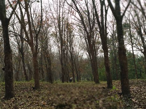 Will the fading profits from rubber affect the prospects of the Left in ...