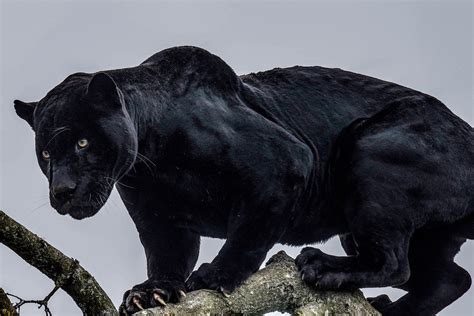 Black Panther Animal Endangered at Dennis Fleming blog