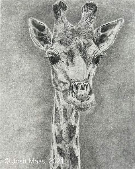 Graphite Pencil Drawing Tutorials of Animals 的图像结果