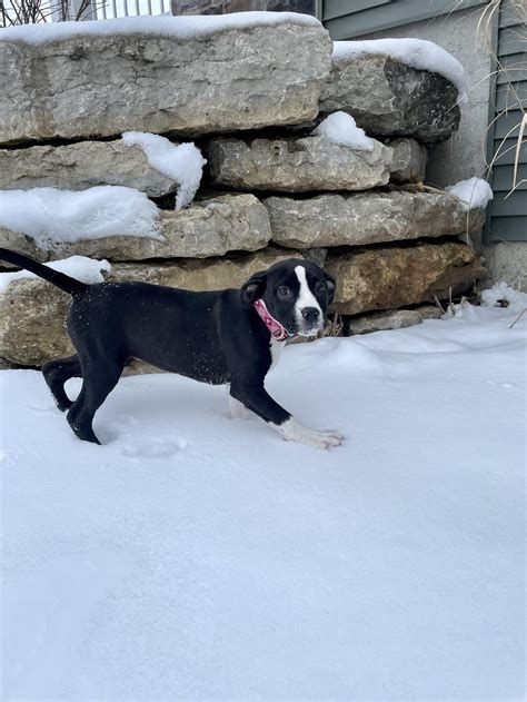 Bunni — Fetch Wisconsin Rescue