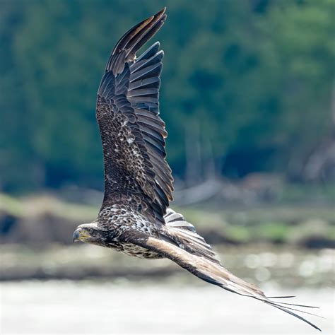 SNAPPED: A juvenile bald eagle - TownLift, Park City News