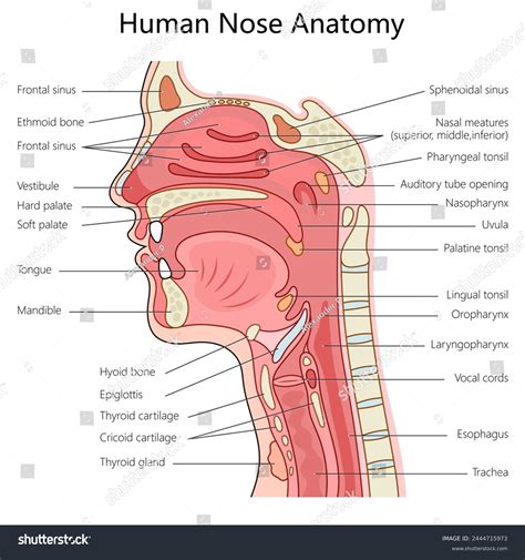Anatomy Of Nose And Throat Explained Simply