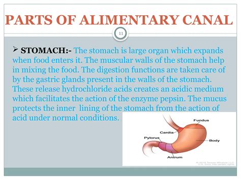 Image result for Life Process Biology