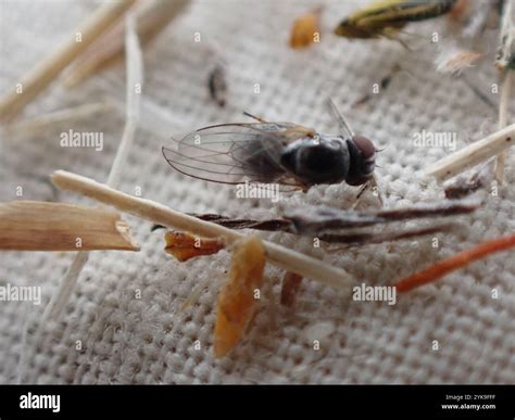 Aphid Flies (Chamaemyiidae Stock Photo - Alamy