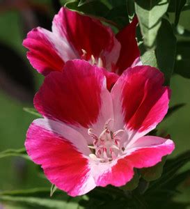 JRYU Clarkia Elegance Double mixed flower Seed Price in India - Buy ...