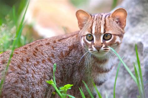 The Rustyspotted Cat: Meet The Smallest Cat In The World Wild