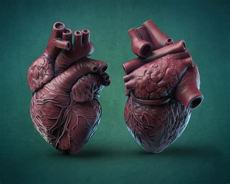 3d Printed Human Heart