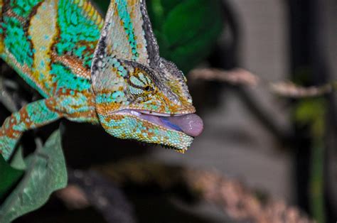What Do Pet Chameleons Eat? Diet & Nutrition Guide – Chameleon School