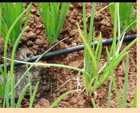 Untitled Document [agritech.tnau.ac.in]