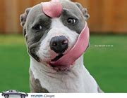 Humorous Adverts 的图像结果