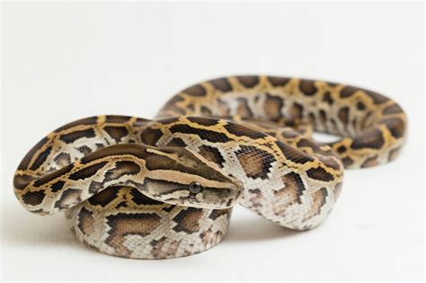 Image result for Black Burmese Python