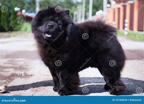 A Black Dog of the Chow Chow Breed Stands on the Road Stock Photo ...