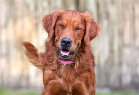 Image result for Why Do Dogs Fetch