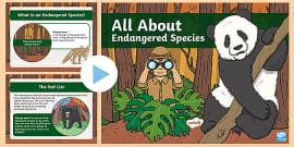 Endangered Animals PowerPoint (teacher made) - Twinkl