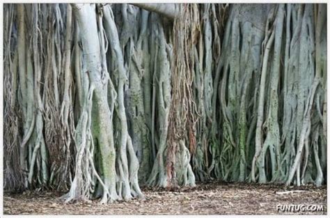 Image result for Tree Science Multiple Trunks