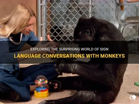 Image result for Monkeys Learning Sign Language