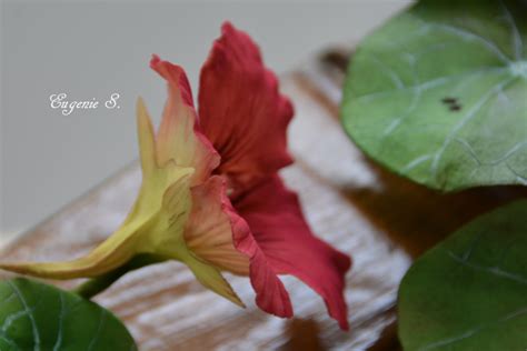 Image result for Sugar Paste Flower Tutorial