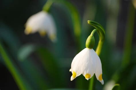 Image result for Spring Winter Snowflake