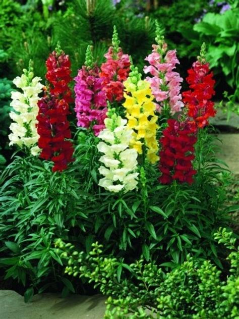 Pin by Marlene Hillock on Pretty plants please one day | Snapdragon ...