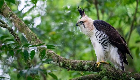 Ornate Hawk Eagle Flying