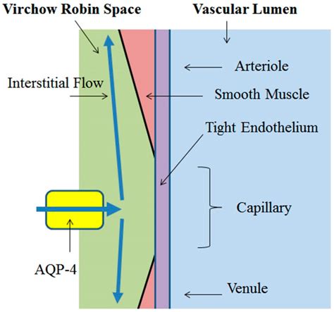Virchow Robin Space