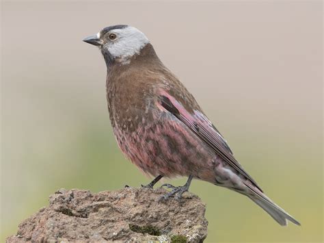 Gray-crowned Rosy-Finch - eBird