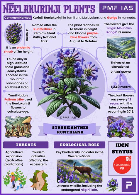 Neelakurinji Flowers - A Biodiversity Indicator of the Western Ghats