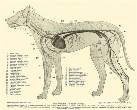 Vintage 1935 Dog Veterinary Print Vascular System Of Dog Anatomy Of Dog ...