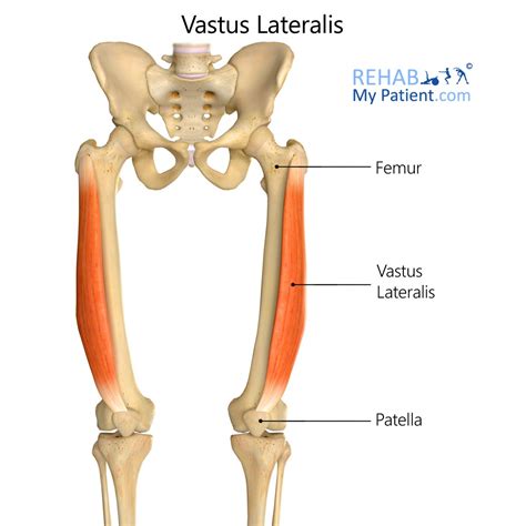 Vastus Lateralis | Rehab My Patient
