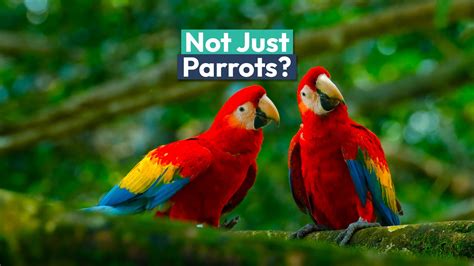 Like Parrots, This Surprising Animal Also Mimics Humans (& It's 100% Hilarious)