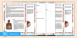 What is the Digestive System | Answered | Teaching Wiki