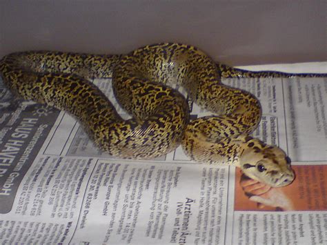 Granit Tigerpython von 09 in Leipzig | Tiere | Kleinanzeigen