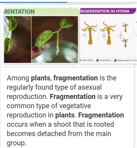 Explain fragmentation in plants in brief. - Brainly.in