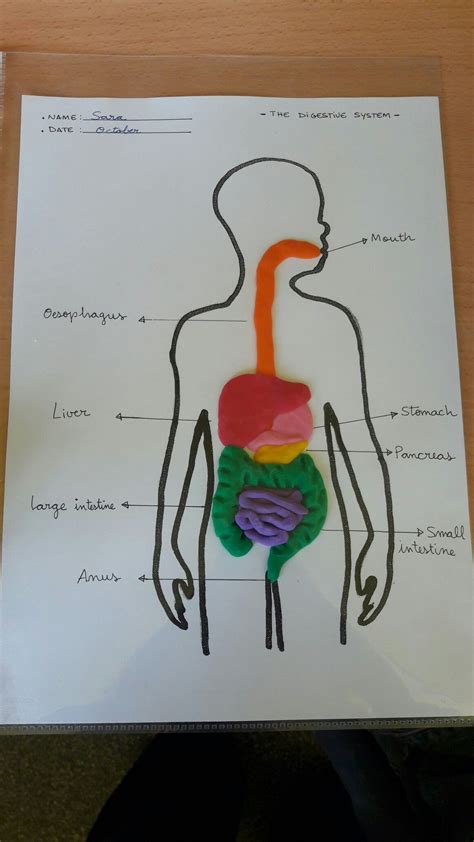 Digestive System Model Printable Large