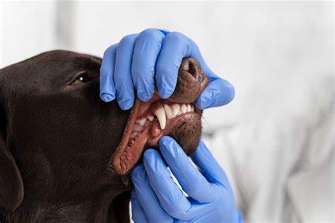 Pet Dentistry – Roving Pets