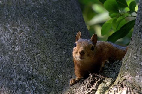 Does Squirrel Hibernate During Winter? Exploring the Hibernation Habits of Squirrels