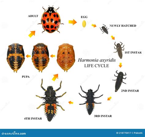 Stages Of The Ladybug Life Cycle | Adult Ladybug Royalty-Free Stock ...