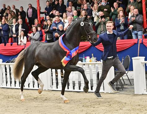 Auktions-Highlight in Vechta: Siegerhengst bringt 1,25 Millionen Euro ...