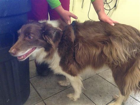 Diary of a Real-Life Veterinarian: Decubitus Ulcer, Pressure Sores/Bed ...