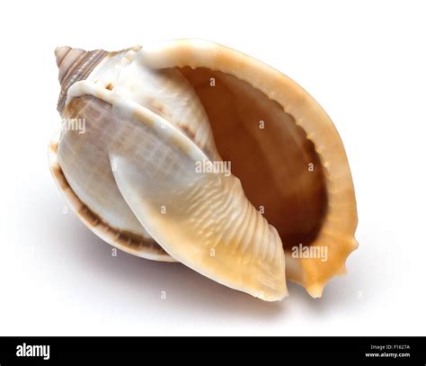 Clam Shell Pattern 的图像结果