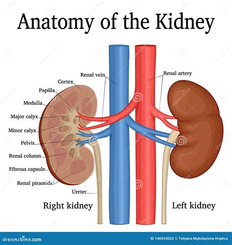 Renal Artery And Vein
